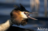 Great Crested Grebe (Podiceps cristatus)