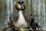 Fuut (Podiceps cristatus)