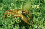 Galacian Crayfish (Astacus leptodactylus)