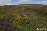 Western Gorse (Ulex gallii)