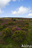 Gaspeldoorn (Ulex gallii)