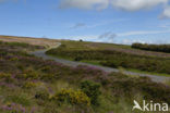 Common Gorse (Ulex europaeus)