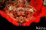 Tassled scorpionfish (Scorpaenopsis oxycephalus)