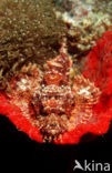 Tassled scorpionfish (Scorpaenopsis oxycephalus)