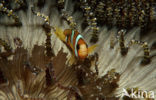 Geelstaart anemoonvis (Amphiprion clarkii)