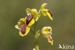 Gele Bijenorchis (Ophrys lutea)