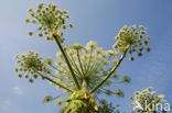 Hogweed (Heracleum sphondylium)