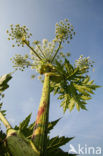 Hogweed (Heracleum sphondylium)