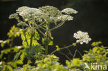 Hogweed (Heracleum sphondylium)