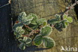 Gewone braam (Rubus fruticosus)