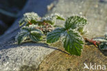 Gewone braam (Rubus fruticosus)