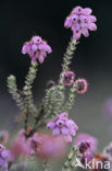 Cross-leaved Heather (Erica tetralix)