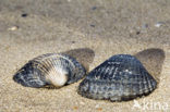 Common Cockle (Cerastoderma edule)