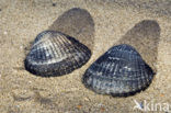 Common Cockle (Cerastoderma edule)