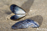 Gewone Mossel (Mytilus edulis)