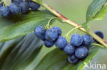 Gewone salomonszegel (Polygonatum multiflorum)