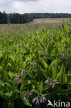 Common Comfrey (Symphytum officinale)