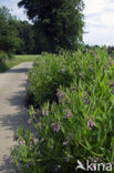 Common Comfrey (Symphytum officinale)