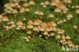 Sulphur tuft (Hypholoma fasciculare)