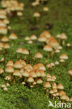 Sulphur tuft (Hypholoma fasciculare)