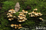 Sulphur tuft (Hypholoma fasciculare)