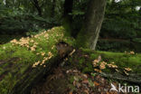 Sulphur tuft (Hypholoma fasciculare)