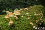 Sulphur tuft (Hypholoma fasciculare)