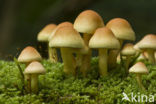 Sulphur tuft (Hypholoma fasciculare)