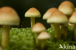 Sulphur tuft (Hypholoma fasciculare)