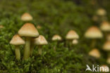 Sulphur tuft (Hypholoma fasciculare)