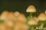 Sulphur tuft (Hypholoma fasciculare)