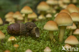 Sulphur tuft (Hypholoma fasciculare)