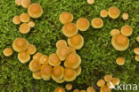 Sulphur tuft (Hypholoma fasciculare)