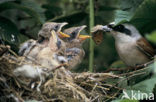 Grauwe Klauwier (Lanius collurio) 