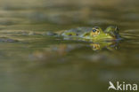 green frog (Rana esculenta 