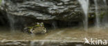 green frog (Rana esculenta 