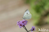 Groot koolwitje (Pieris brassicae)