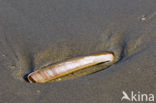 Pod Razor (Ensis siliqua)