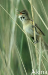 Great Reed-Warbler (Acrocephalus arundinaceus)