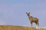 Grote koedoe (Tragelaphus strepsiceros)