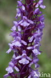 Fragant Orchid (Gymnadenia conopsea)
