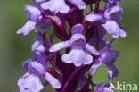 Fragant Orchid (Gymnadenia conopsea)
