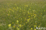 Grote ratelaar (Rhinanthus angustifolius)