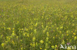 Grote ratelaar (Rhinanthus angustifolius)