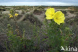 Grote teunisbloem (Oenothera erythrosepala)