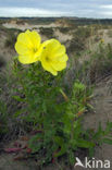 Grote teunisbloem (Oenothera erythrosepala)