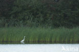 Grote zilverreiger (Casmerodius albus)