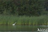 Grote zilverreiger (Casmerodius albus)