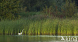 Grote zilverreiger (Casmerodius albus)