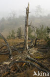 Scots Pine (Pinus sylvestris)